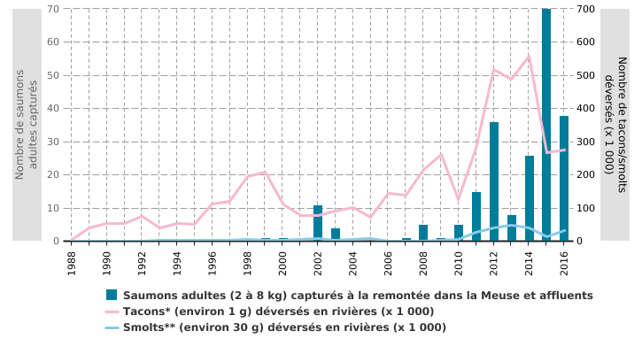 Repeuplement de saumons juvéniles et recensement de saumons adultes en Wallonie